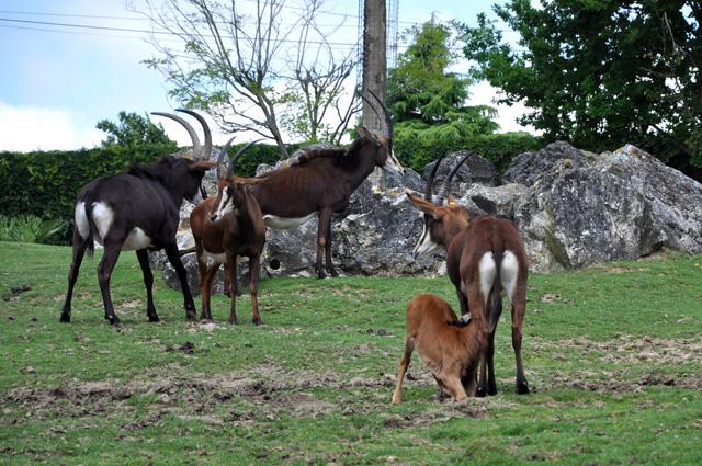 min 2013 07 06 beauval 086